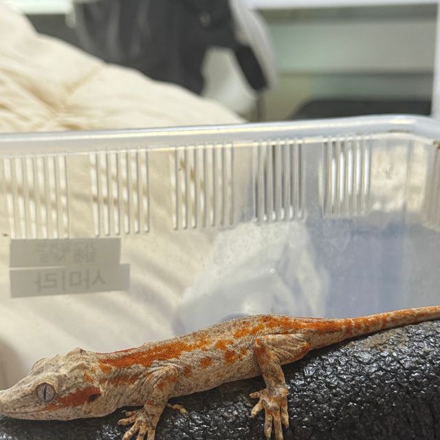 레티큘 블로치드 레드 스트라이프
