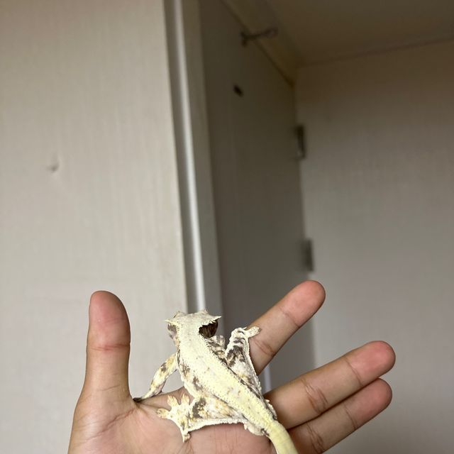 화이트 트라이 화이트스팟 릴리화이트