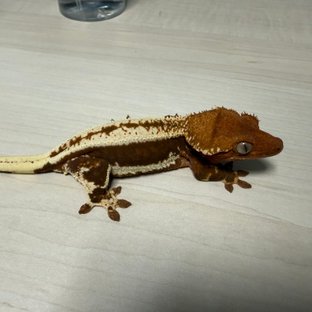 백호