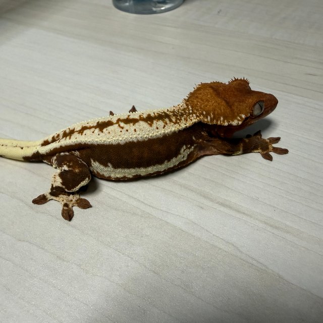 레드 릴리화이트