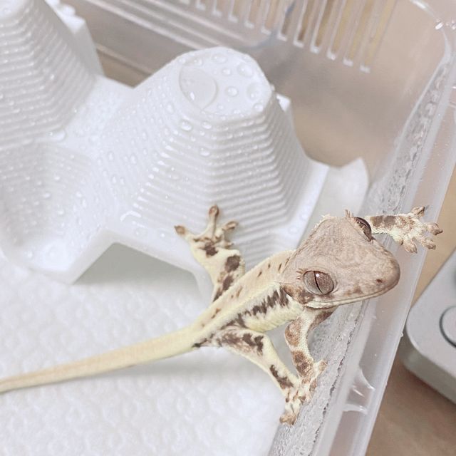 프라푸치노