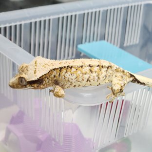 노멀 트라이 익스트림할리퀸 화이트스팟