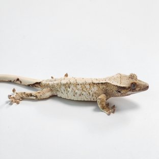 노멀 트라이 익스트림할리퀸 화이트스팟