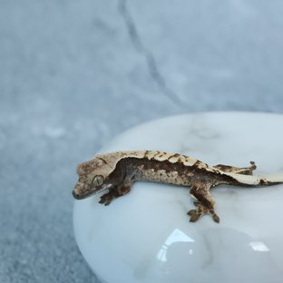 동배