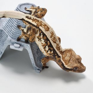 노멀 트라이 슈퍼스트라이프 풀핀 핀스트라이프 화이트핀