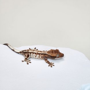 카푸치노 트라이 화이트 화이트스팟