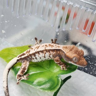 카푸치노 트라이 화이트 화이트스팟