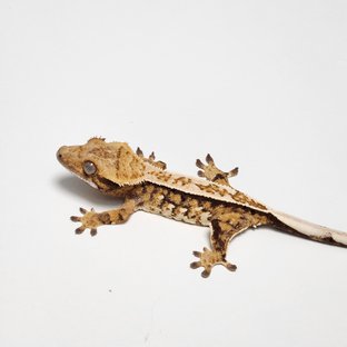 노멀 트라이 핀스트라이프