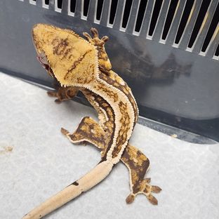 노멀 트라이 풀핀 핀스트라이프 에밀리 쿼드