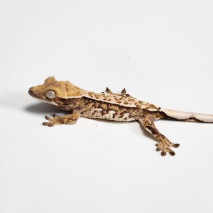 노멀 트라이 핀스트라이프