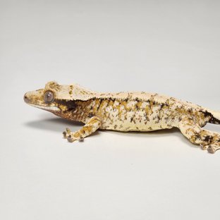 노멀 트라이 익스트림할리퀸 화이트스팟