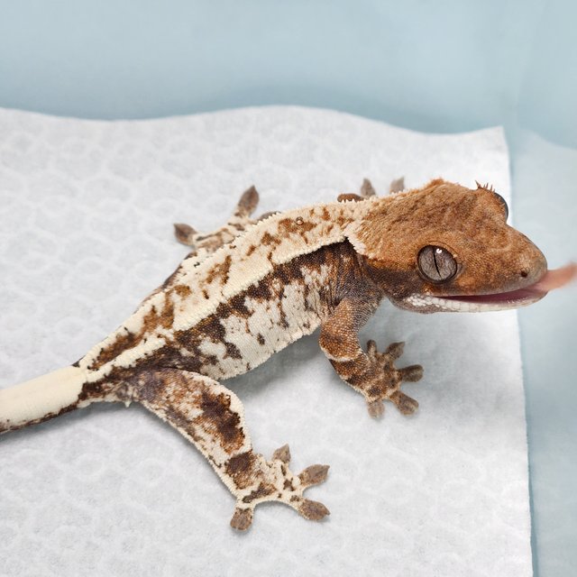 카푸치노 트라이 화이트 화이트스팟