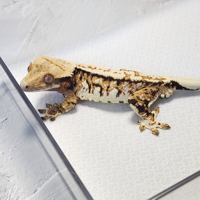 노멀 트라이 익스트림할리퀸 쿼드