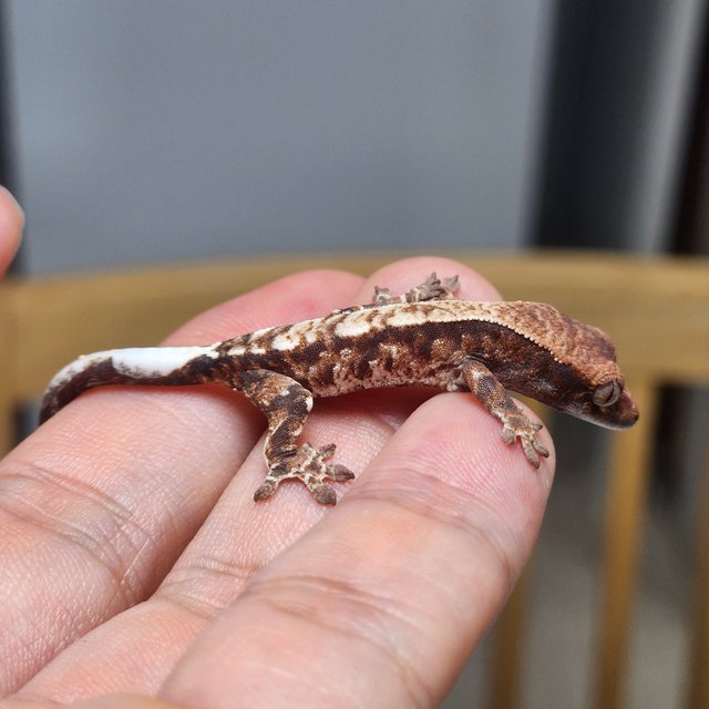 카푸치노 화이트