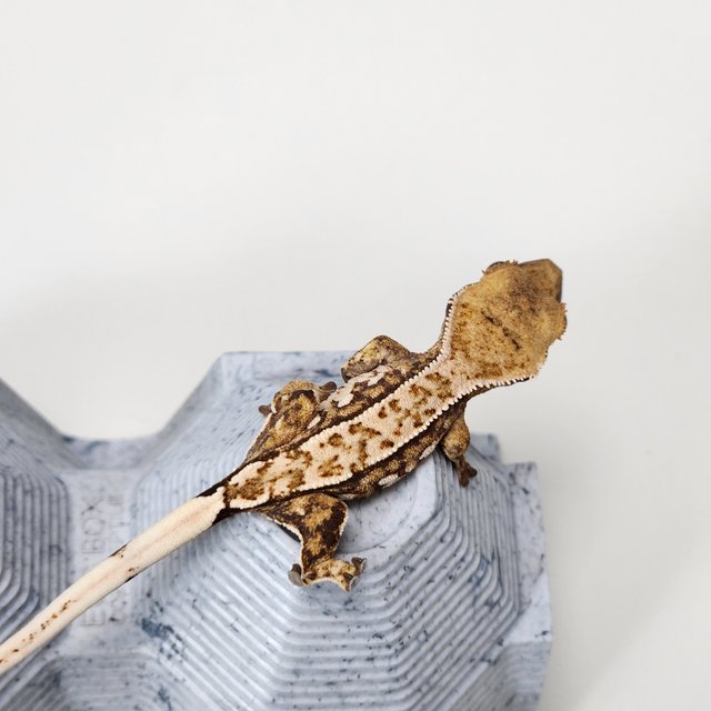 노멀 트라이 핀스트라이프