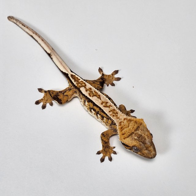 노멀 트라이 핀스트라이프