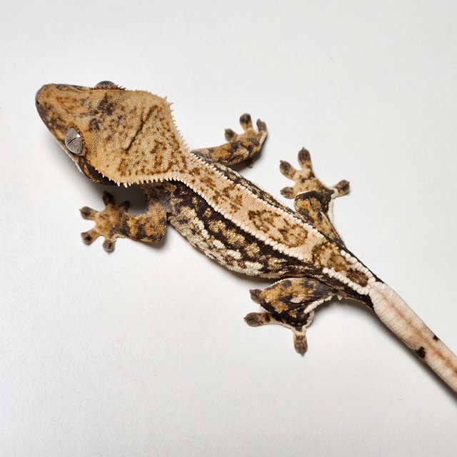 노멀 트라이 핀스트라이프 슈퍼스트라이프