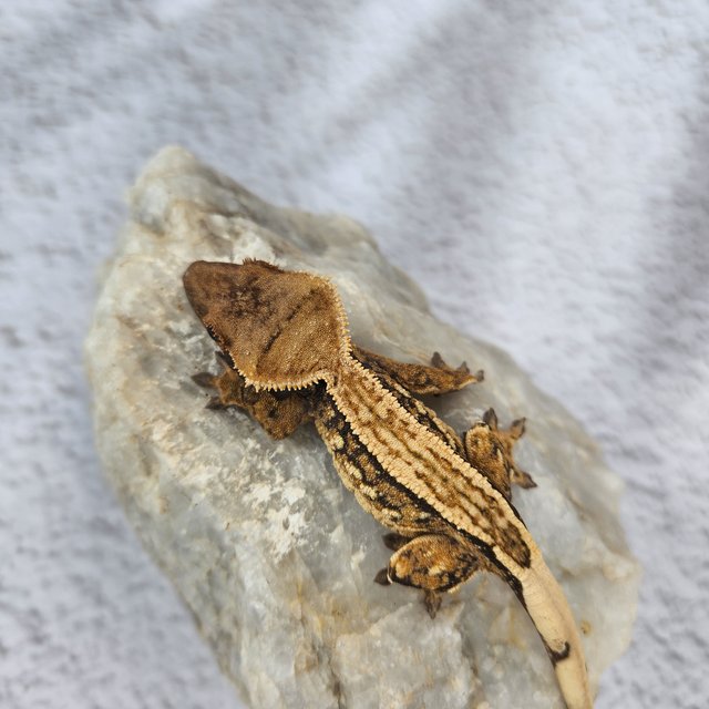 노멀 트라이 핀스트라이프 슈퍼스트라이프