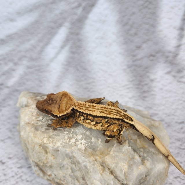 노멀 트라이 핀스트라이프 슈퍼스트라이프