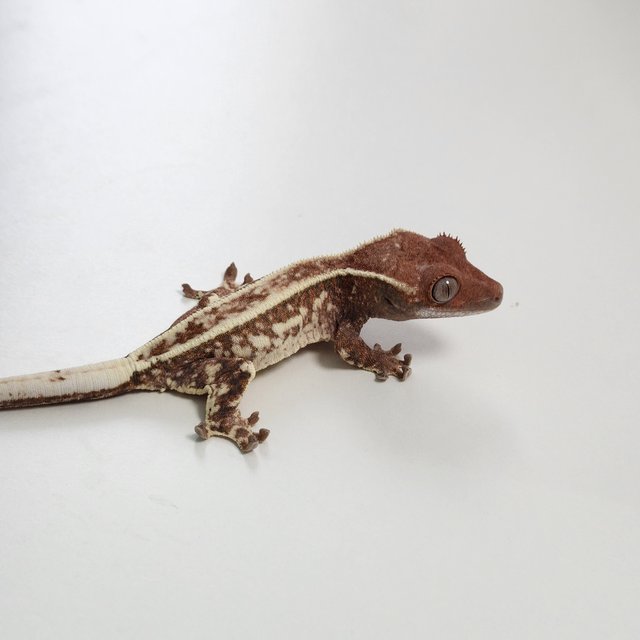 카푸치노 풀핀 슈퍼스트라이프 화이트스팟 화이트 화이트핀