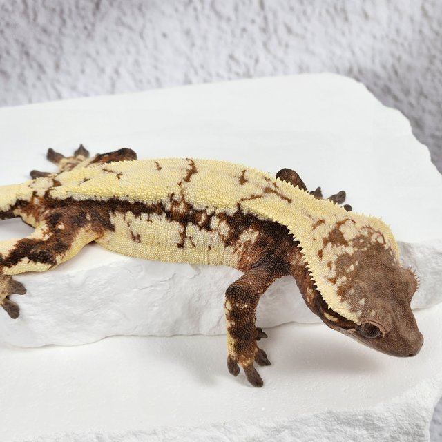 세이블 트라이 텐저린