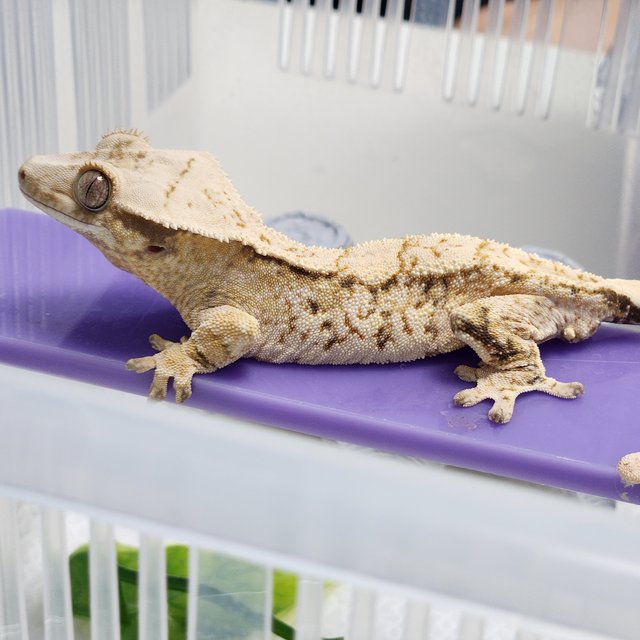 노멀 트라이 화이트스팟