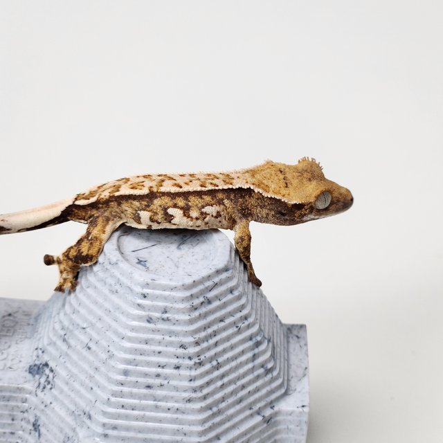 노멀 트라이 핀스트라이프