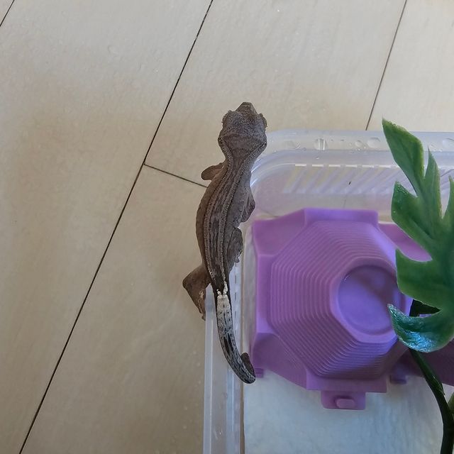 달마시안 슈퍼스트라이프 카푸치노