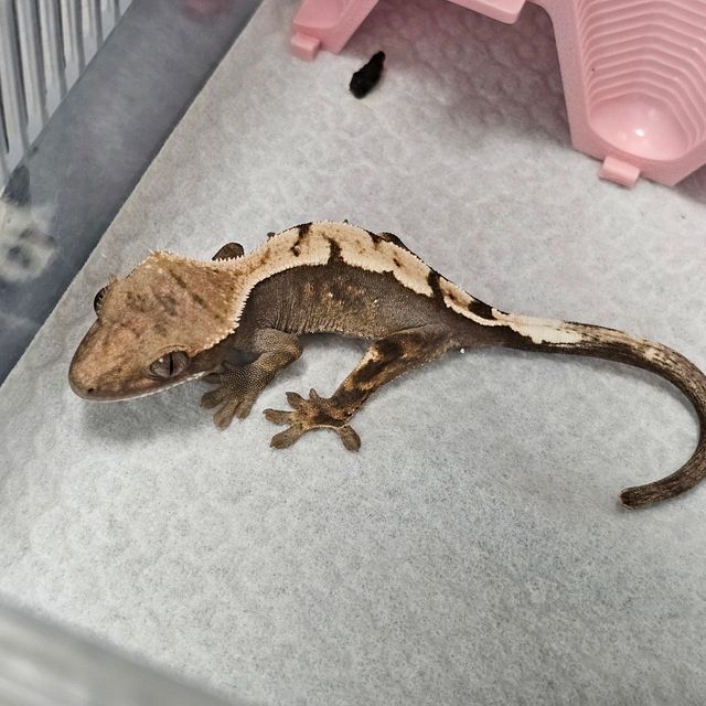 세이블
