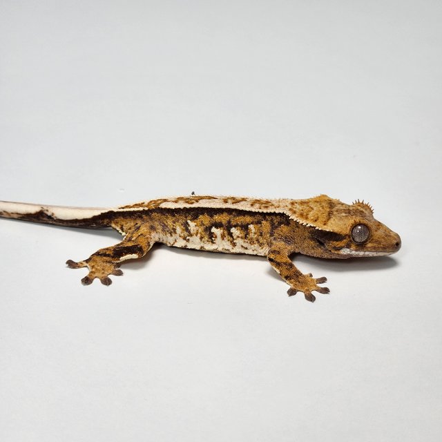 노멀 트라이 핀스트라이프