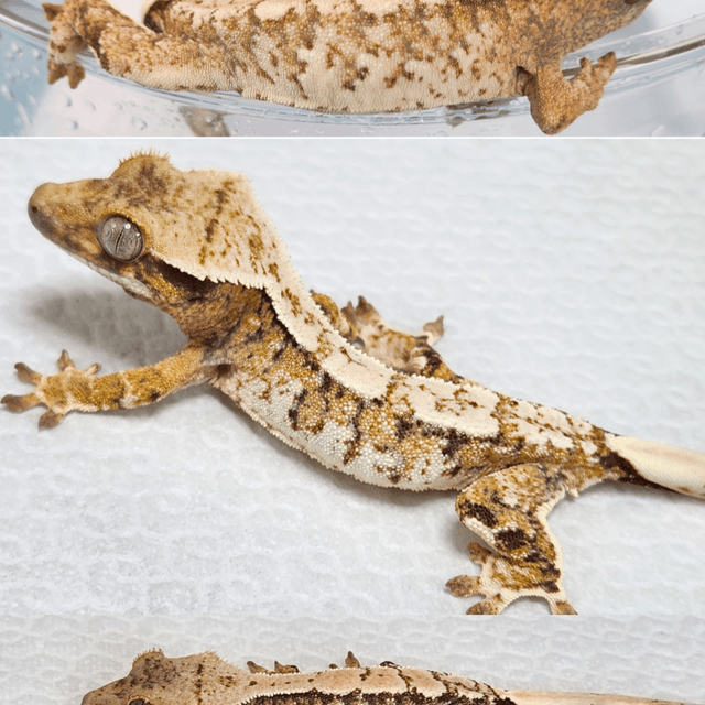 노멀 트라이 익스트림할리퀸 쿼드