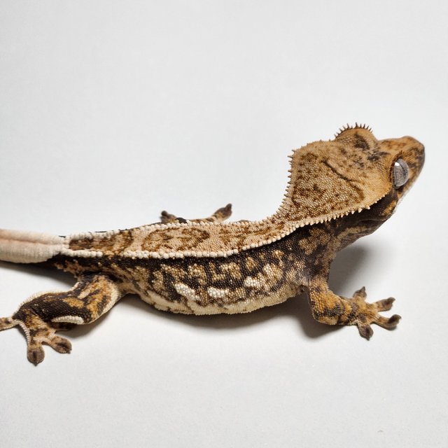 노멀 트라이 핀스트라이프 슈퍼스트라이프