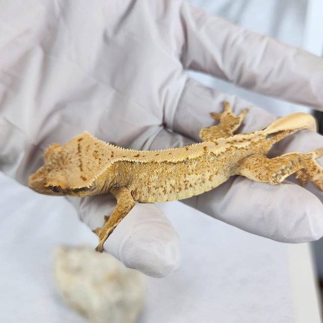 노멀 트라이 익스트림할리퀸