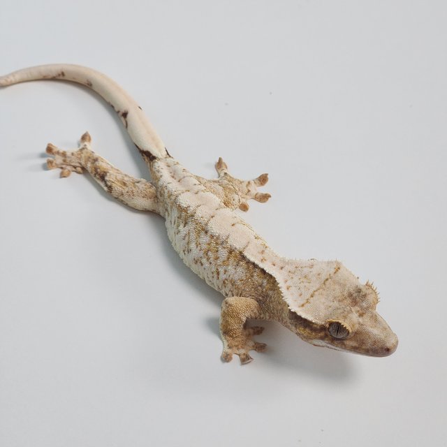 노멀 트라이 익스트림할리퀸 화이트스팟