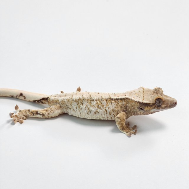 노멀 트라이 익스트림할리퀸 화이트스팟