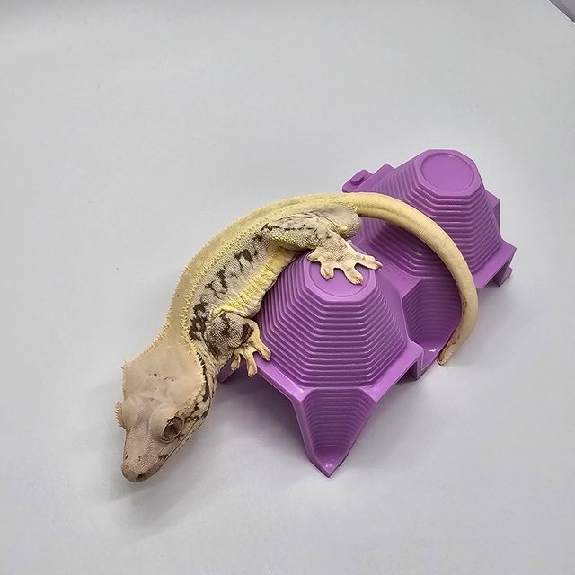 릴리화이트