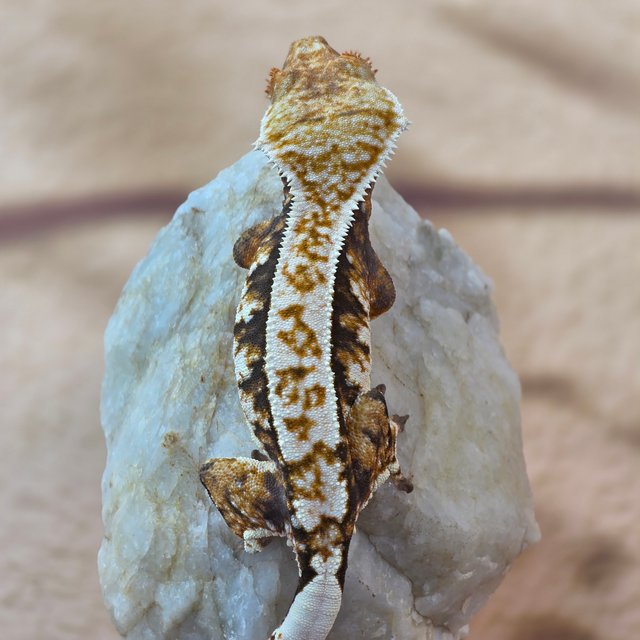 노멀 트라이 익스트림할리퀸