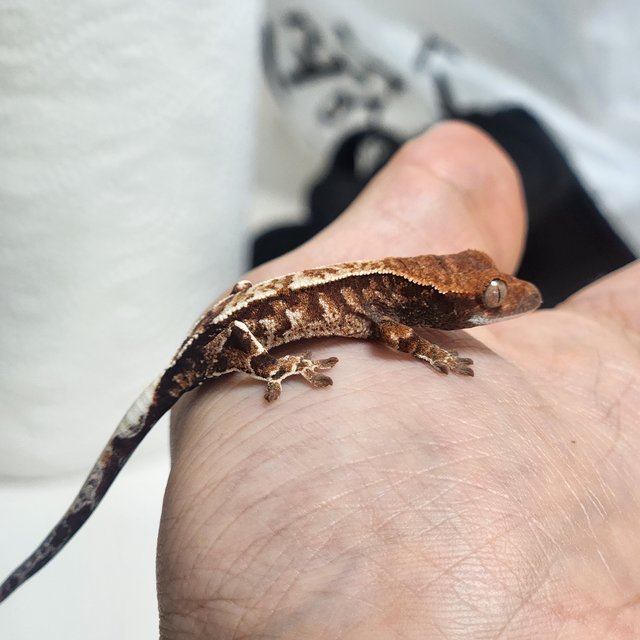 카푸치노 화이트