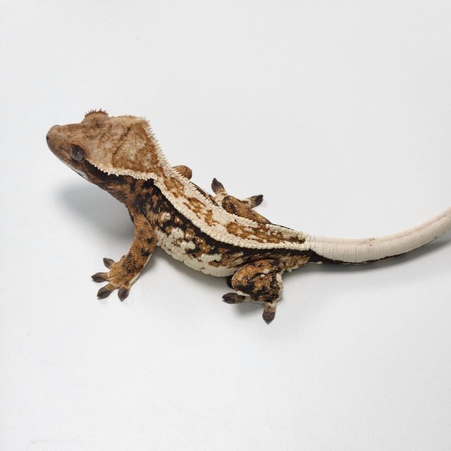 노멀 트라이 슈퍼스트라이프 풀핀 핀스트라이프 화이트핀