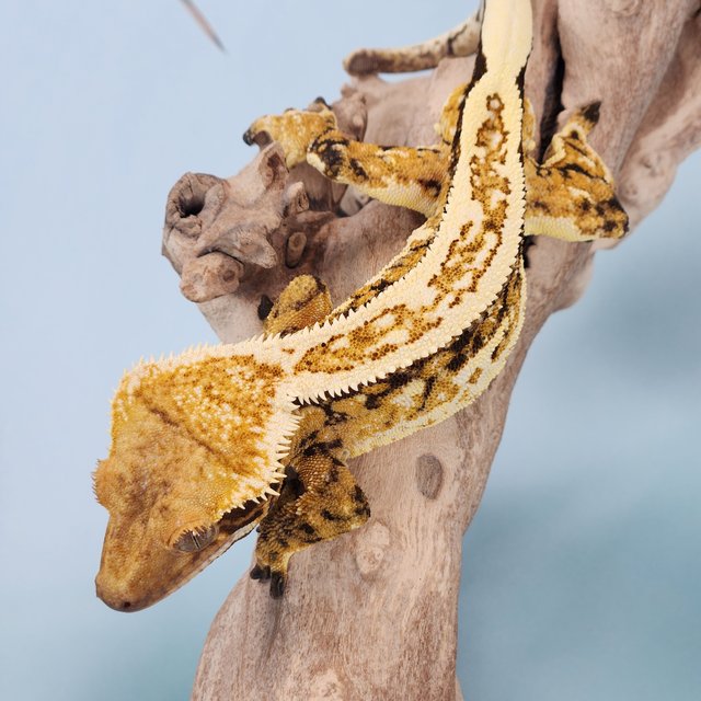 노멀 트라이 풀핀 에밀리 슈퍼스트라이프 핀스트라이프