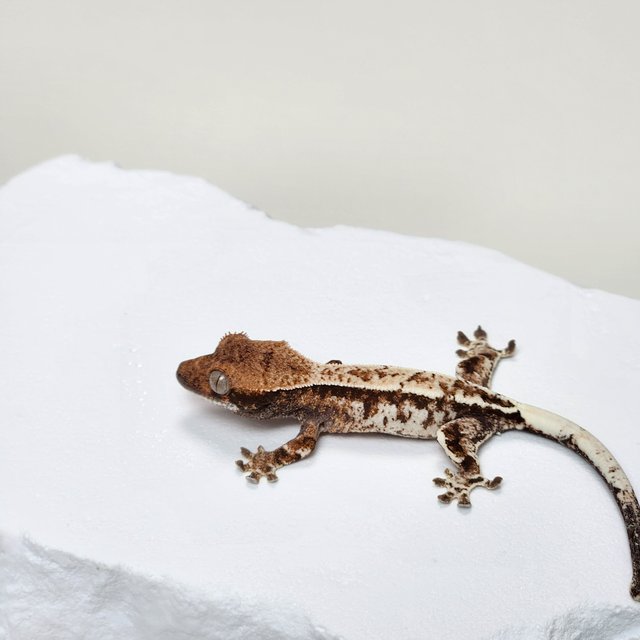 카푸치노 트라이 화이트 화이트스팟