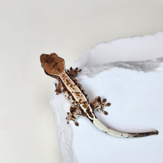 카푸치노 트라이 화이트 화이트스팟