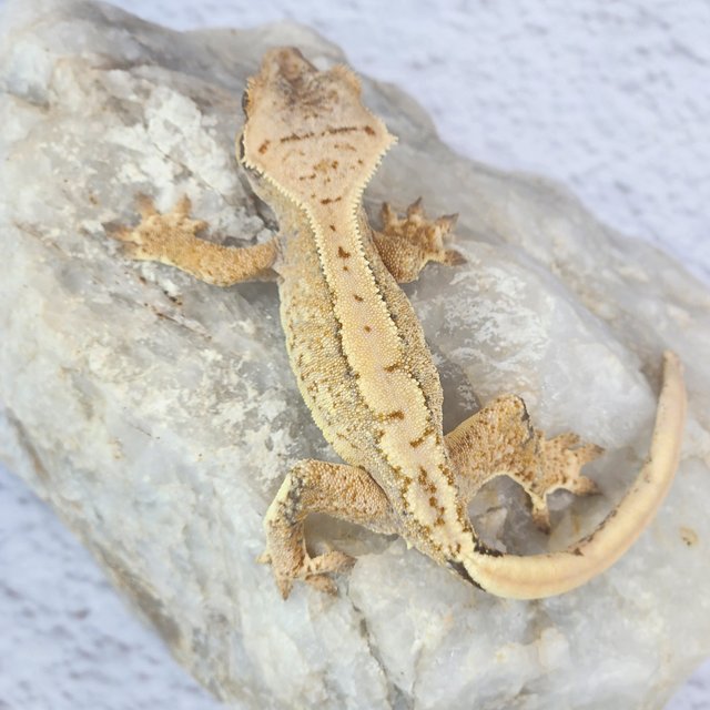 노멀 트라이 익스트림할리퀸