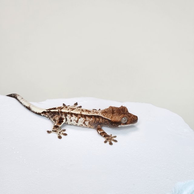 카푸치노 트라이 화이트 화이트스팟