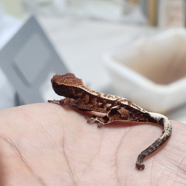 카푸치노 화이트