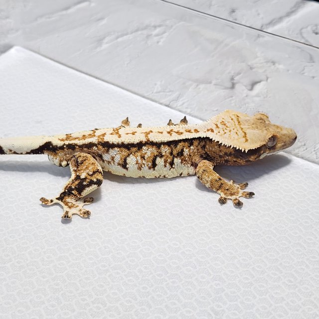 노멀 트라이 익스트림할리퀸 쿼드