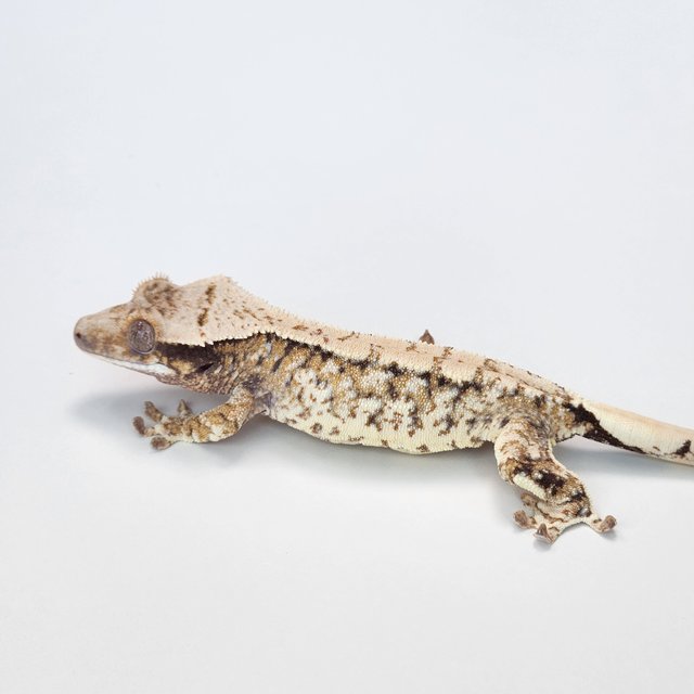 노멀 트라이 익스트림할리퀸 화이트스팟