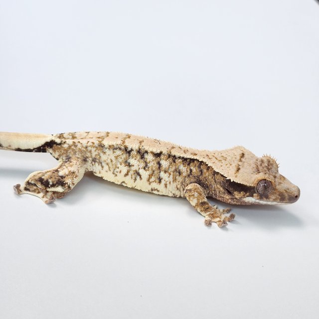 노멀 트라이 익스트림할리퀸 화이트스팟