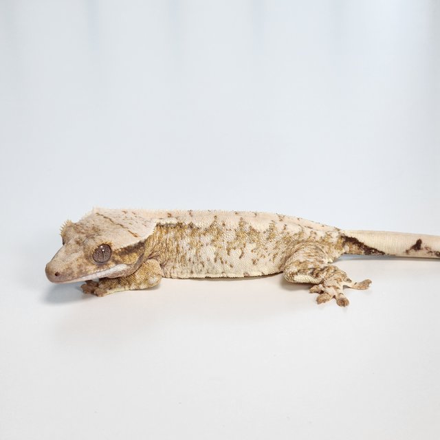 노멀 트라이 익스트림할리퀸 화이트스팟