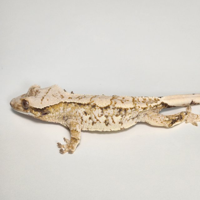 노멀 트라이 화이트스팟